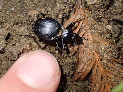 Scaphinotus cristatus