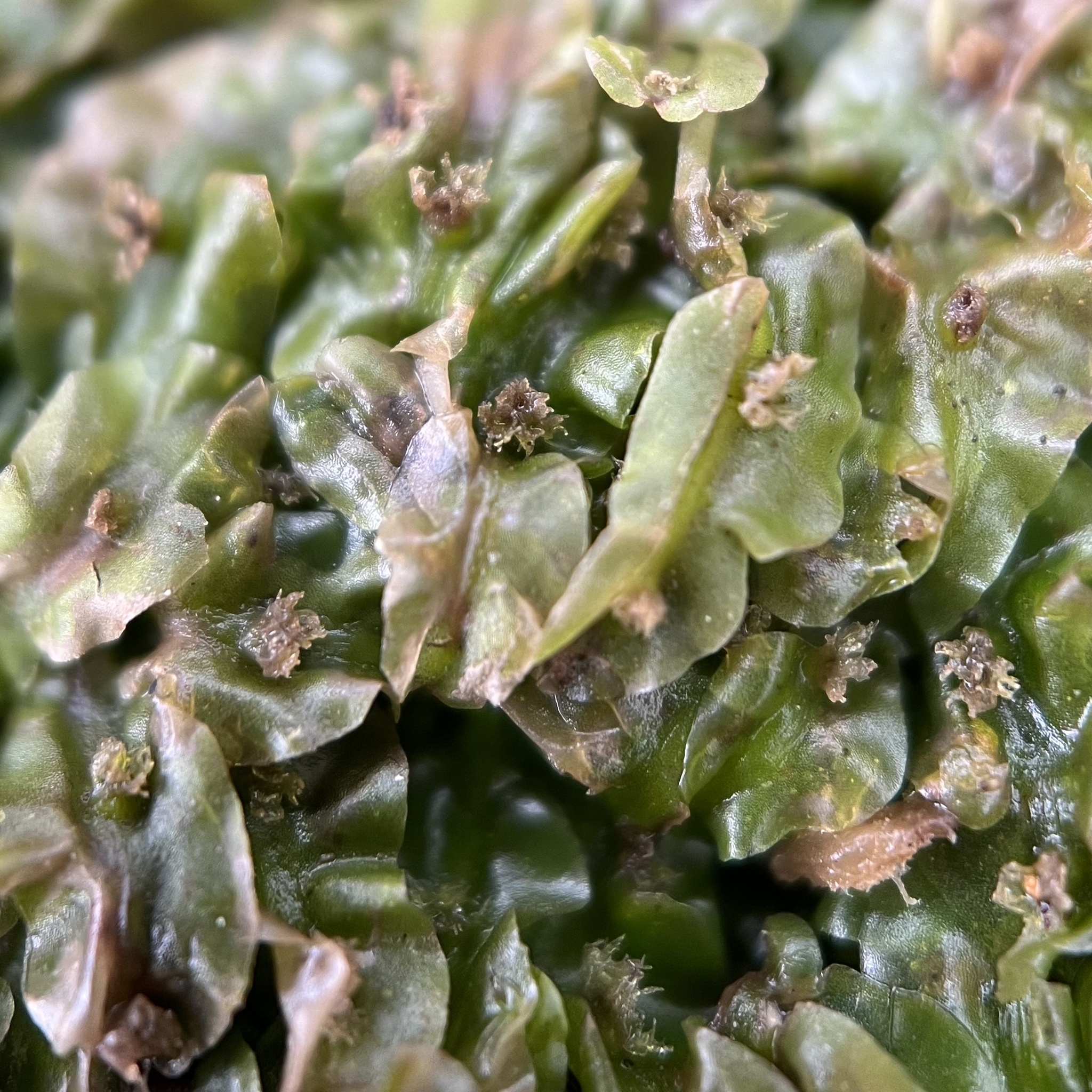 Pallavicinia lyellii