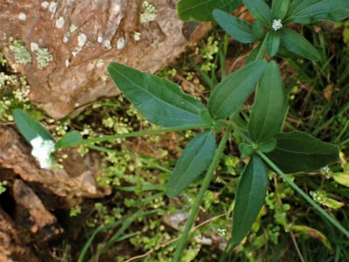 Image of Isocarpha oppositifolia by (c) Louis Imbeau, some rights reserved (CC BY)