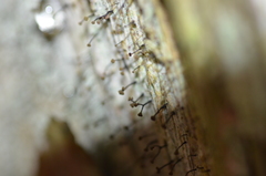 Chaenotheca brunneola