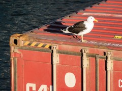 Larus dominicanus dominicanus