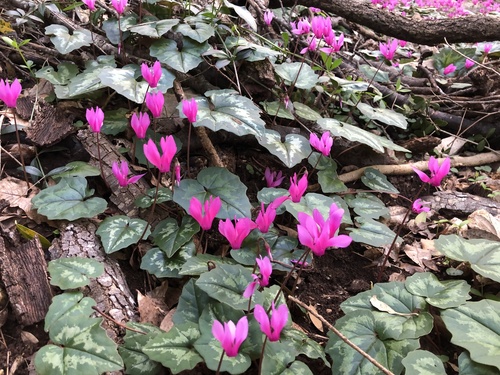 Ciclamino primaverile