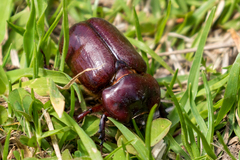 Heterogomphus bourcieri