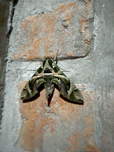 Oleander Hawkmoth