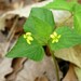 Southern Wedge-leaf Violet - Photo (c) Vitaly Charny, some rights reserved (CC BY-NC), uploaded by Vitaly Charny