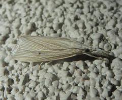 Eoreuma densellus
