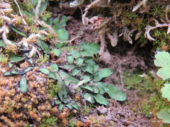 Targionia hypophylla