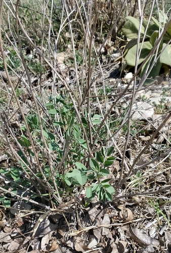 Image of Indigofera lindheimeriana by (c) Charlie Meador, some rights reserved (CC BY)