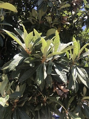 Magnoliopsida