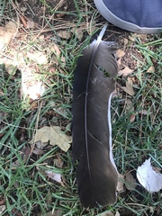 Cathartes aura