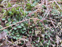 Targionia hypophylla