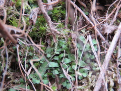 Targionia hypophylla