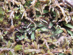 Targionia hypophylla