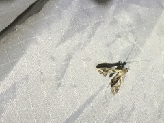 Lineodes integra