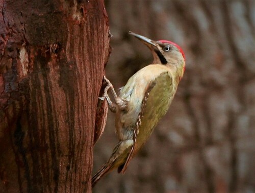 Pito bereber (Picus vaillantii)