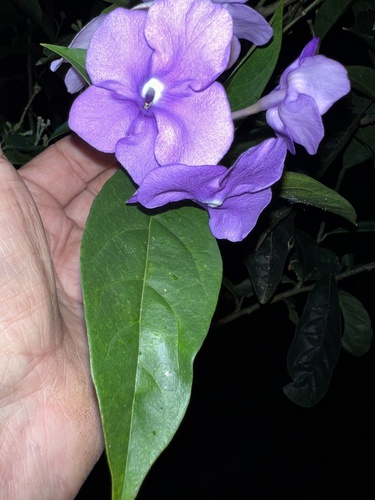Brunfelsia pauciflora