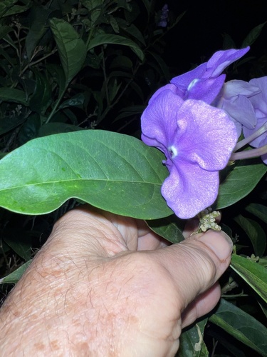 Brunfelsia pauciflora