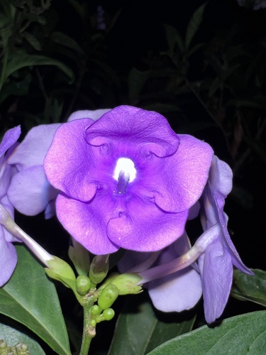 Brunfelsia pauciflora