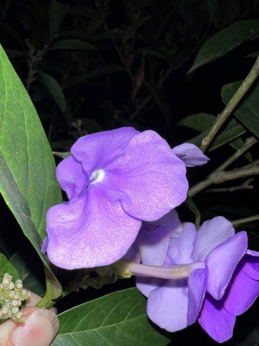 Brunfelsia pauciflora