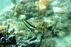 Chelmonops truncatus