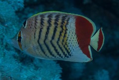 Chaetodon paucifasciatus