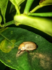 Pelidnota