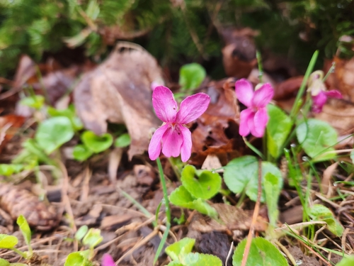 Viola odorata iNat (2)