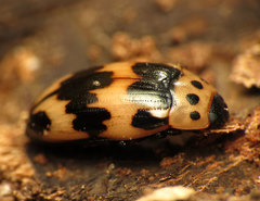 Ischyrus quadripunctatus