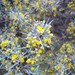 Berberis pinifolia - Photo (c) gisel_15, osa oikeuksista pidätetään (CC BY-NC), lähettänyt gisel_15