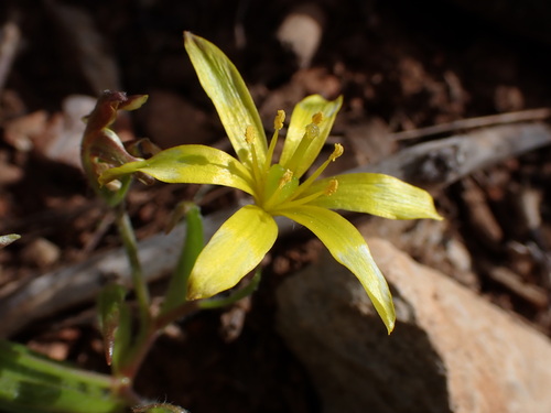 Image of Gagea lacaitae by (c) Louis Aureglia, some rights reserved (CC BY)