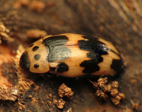 Four-spotted Fungus Beetle photo 5