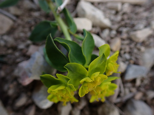 Image of Euphorbia flavicoma by (c) Louis Aureglia, some rights reserved (CC BY)