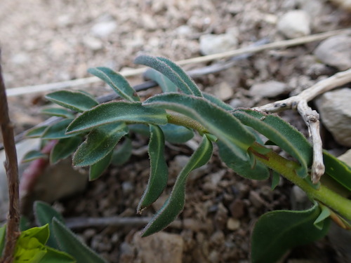 Image of Euphorbia flavicoma by (c) Louis Aureglia, some rights reserved (CC BY)