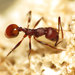 Aphaenogaster tennesseensis - Photo (c) Katja Schulz, algunos derechos reservados (CC BY)