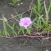 Ipomoea leprieurii - Photo (c) Guillaume Delaitre, some rights reserved (CC BY), uploaded by Guillaume Delaitre