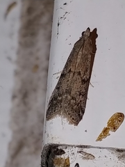 Vitula serratilineella