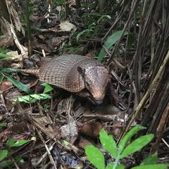 Euphractus sexcinctus