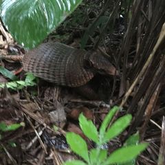 Euphractus sexcinctus