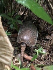 Euphractus sexcinctus