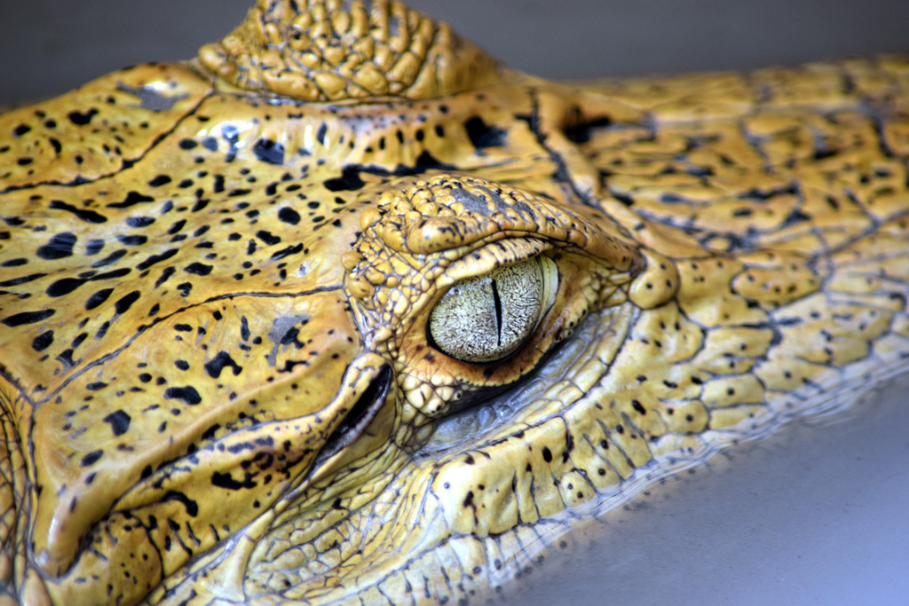 Spectacled Caiman from MiamiDade County, FL, USA on April 07, 2018 at