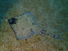 Speckled Ray photo 4