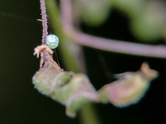 Thorybes dorantes dorantes