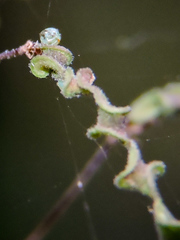 Thorybes dorantes dorantes