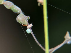 Thorybes dorantes dorantes