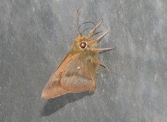 Hasora anura