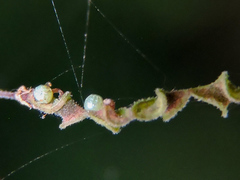 Thorybes dorantes dorantes