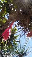 Tillandsia erubescens