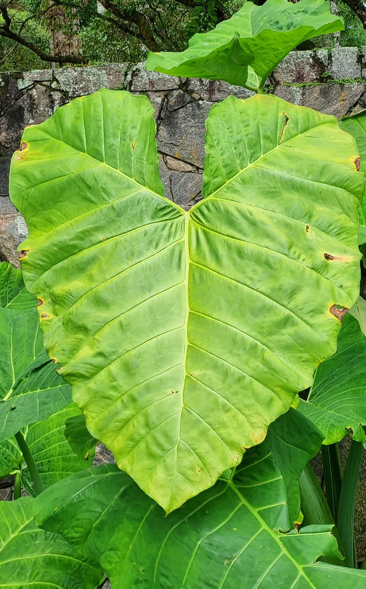 Xanthosoma robustum