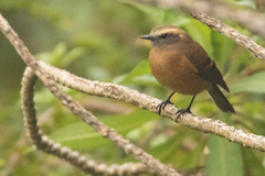 Ochthoeca fumicolor