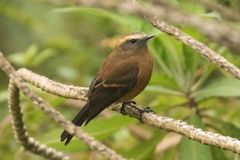 Ochthoeca fumicolor
